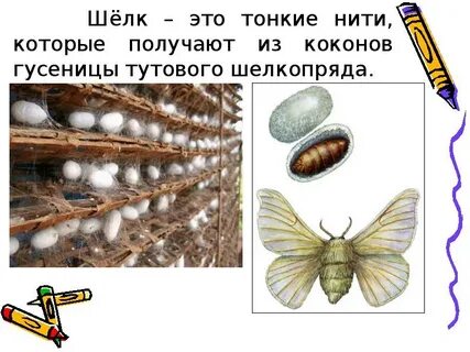Полиплоидный тутовый шелкопряд