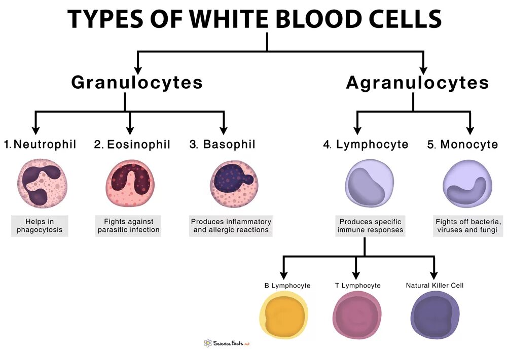 WBC (White Blood Cell. Blood Cells Types. Лейкоциты белые клетки крови. Лейкоциты это белые кровяные клетки. Реакция на лейкоциты положительная