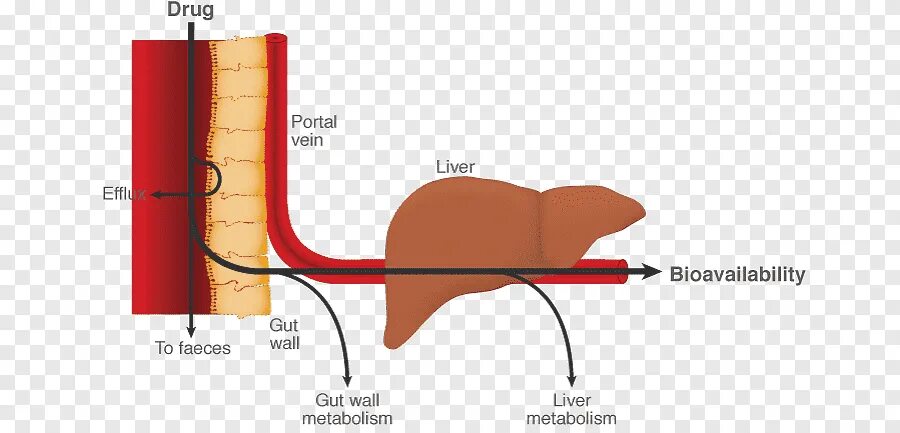 Прохождение через печень. Эффект первого прохождения через печень. Drug metabolism in the Liver. Первый проход через печень. Эффект «первого прохождения» лекарст.