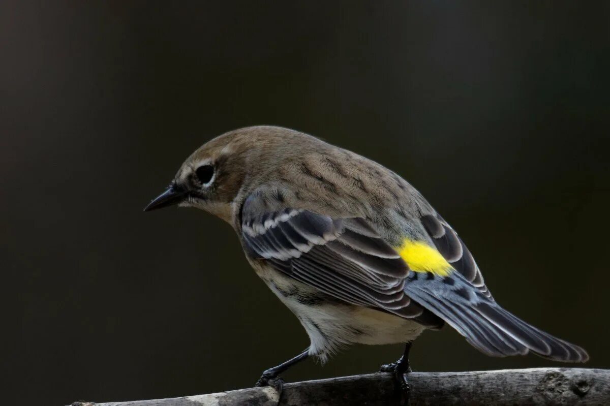 Серая птица с полосками. Птица Yellow Rumped Warbler. Yellow-Rumped Warbler птица Yellow Rumped. Желтогрудая трясогузка. Желтая певчая камышевка.