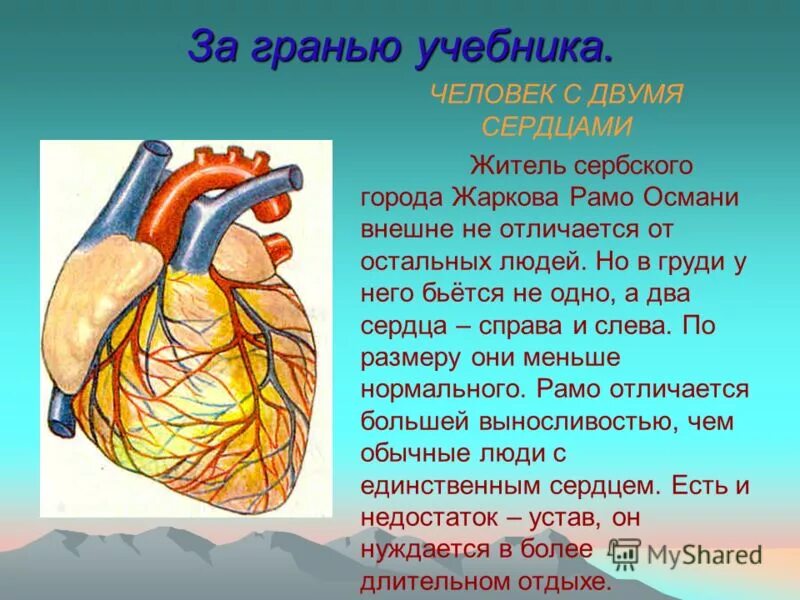 Два сердца у человека бывает. Болезни сердечно-сосудистой системы. Сосуды сердца. Болит сердце. Человек у которого 2 сердца.