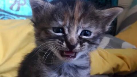Видео про грустного котика