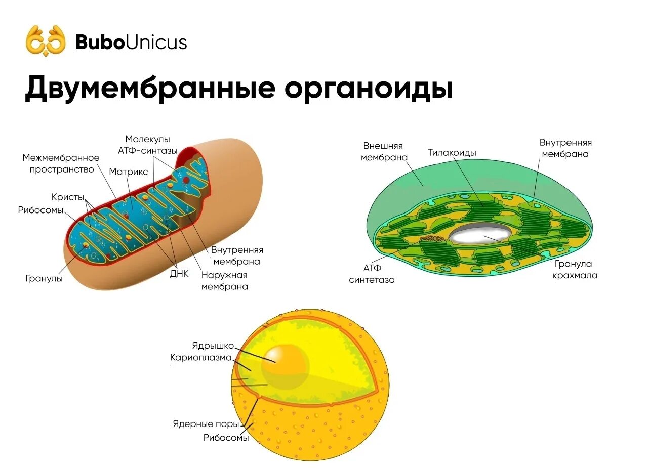 Хлоропласт двумембранный. Митохондрии одномембранные органоиды. Строение ядра двумембранных органоидов. Двухмембранные органоиды ядро строение. Строение двумембранных органелл митохондрии пластиды.