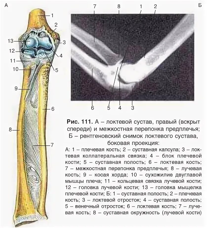 Локтевой сустав межкостная перепонка. Синдесмоз костей предплечья. Межкостная мембрана локтевая. Кости предплечья соединение. Соединения локтевой кости