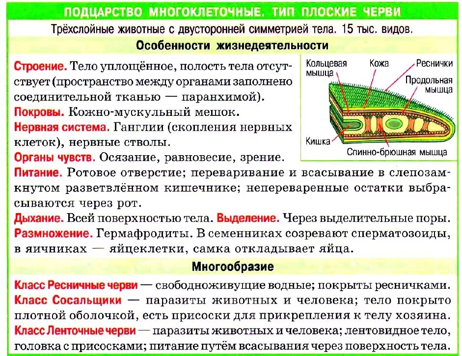 Строение и жизнедеятельность червей. Признаки плоских червей кратко. Общая характеристика типа плоские черви кратко. Охарактеризуйте особенности строения плоских червей. Основные характеристики плоских червей.