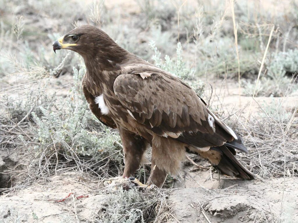 Степной Орел. Степной Орел Забайкалья. Степной орёл (Aquila nipalensis. Донской Степной Орел. Орел степная птица