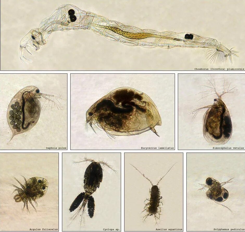 Зоопланктон пресных водоемов. Личинка коловратки. Личинка велигер. Зоопланктон пресного водоема.
