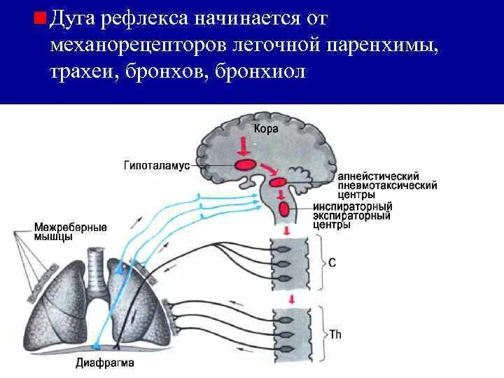 Рефлекс Геринга-Брейера в регуляции дыхания. Схема рефлекторной дуги регуляции дыхания.. Рефлекторные механизмы регуляции дыхания физиология. Рефлекторная регуляция дыхания схема. Этапы рефлекторного кашля