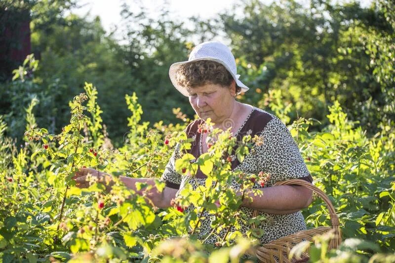 Бабушка с малиной читать полностью. Бабушка с урожаем. Пожилые в саду. Бабушка с малиной. Пожилая женщина на даче.