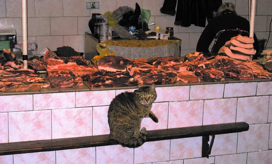 Едят ли мясо кошек. Фестиваль собачьего и кошачьего мяса. Едят ли мясо кошек. Котик с едой. Порода собак нуреонги.