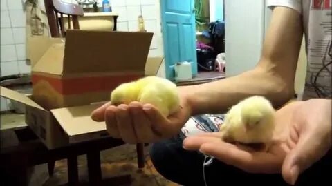 Включи видео цыпленка