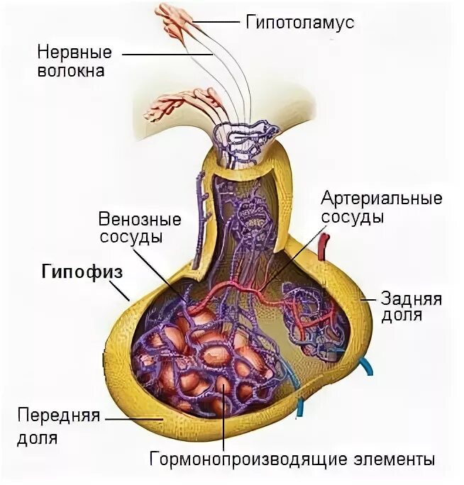 Гипофиз у животных. Гипофиз строение анатомия. Гипофиз рисунок анатомия. Анатомическое строение гипофиза.