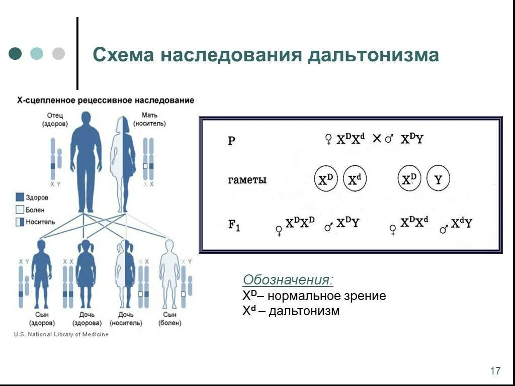 Ген вызывающий развитие дальтонизма. Наследование сцепленное с полом схема. Дальтонизм генетика Тип наследования. Сцепленное с полом рецессивное наследование схема. Схема наследования сцепленных с полом заболеваний.