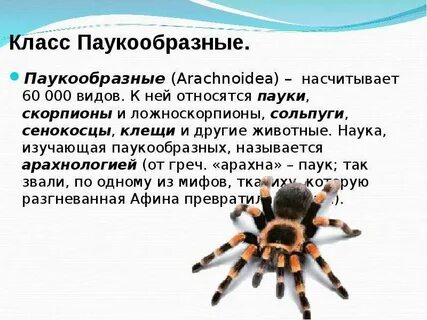 Особенности пауков