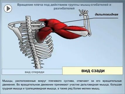 Транспозиция мышцы
