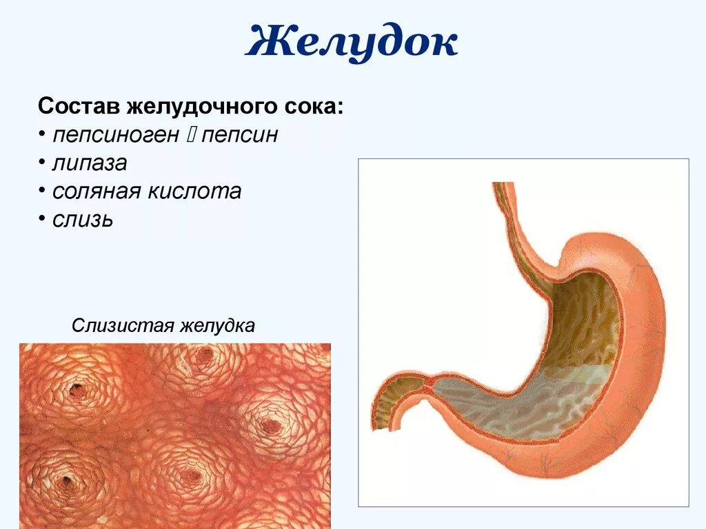 Слизистая желудка вырабатывает. Состав желудка.