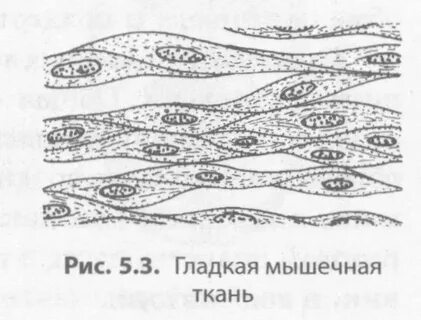 Мышечная ткань какой тип клеток