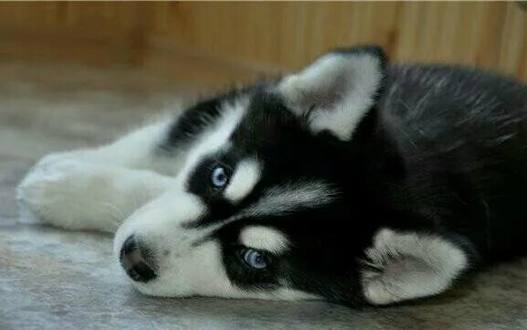 Сибирский хаски 2 месяца. Щенки хаски 1. 5 месяца. Щенок хаски 1. Хаски месяц.