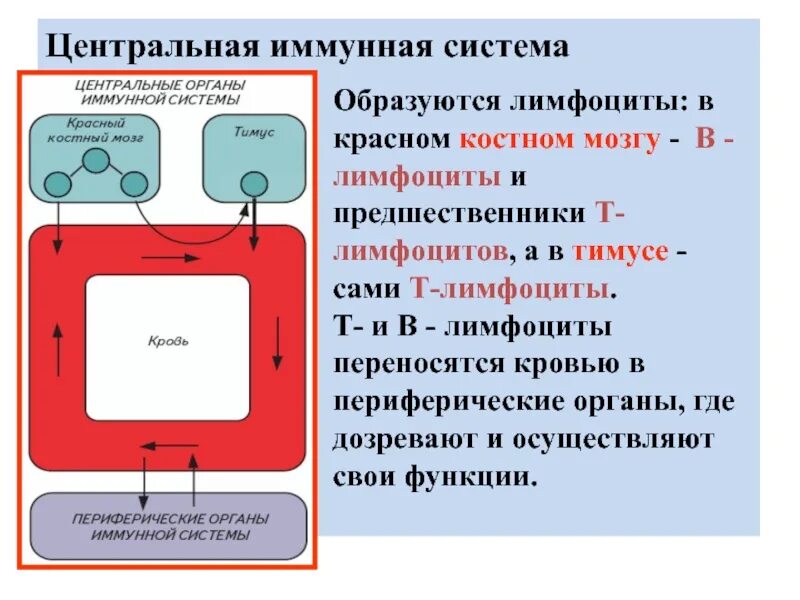 Центральная иммунная система. Система в лимфоцитов. В-лимфоциты иммунной системы. Предшественники т лимфоцитов. Т лимфоциты образуются в