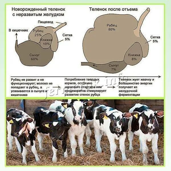 Что нужно давать корове