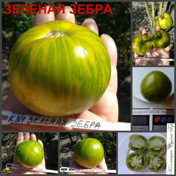 Томаты зебра описание сорта фото отзывы Семена Орешка Томат Join or die 10 шт. купить в интернет-магазине по низкой це