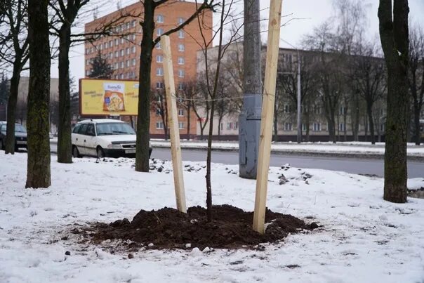 Купить дерево в могилеве