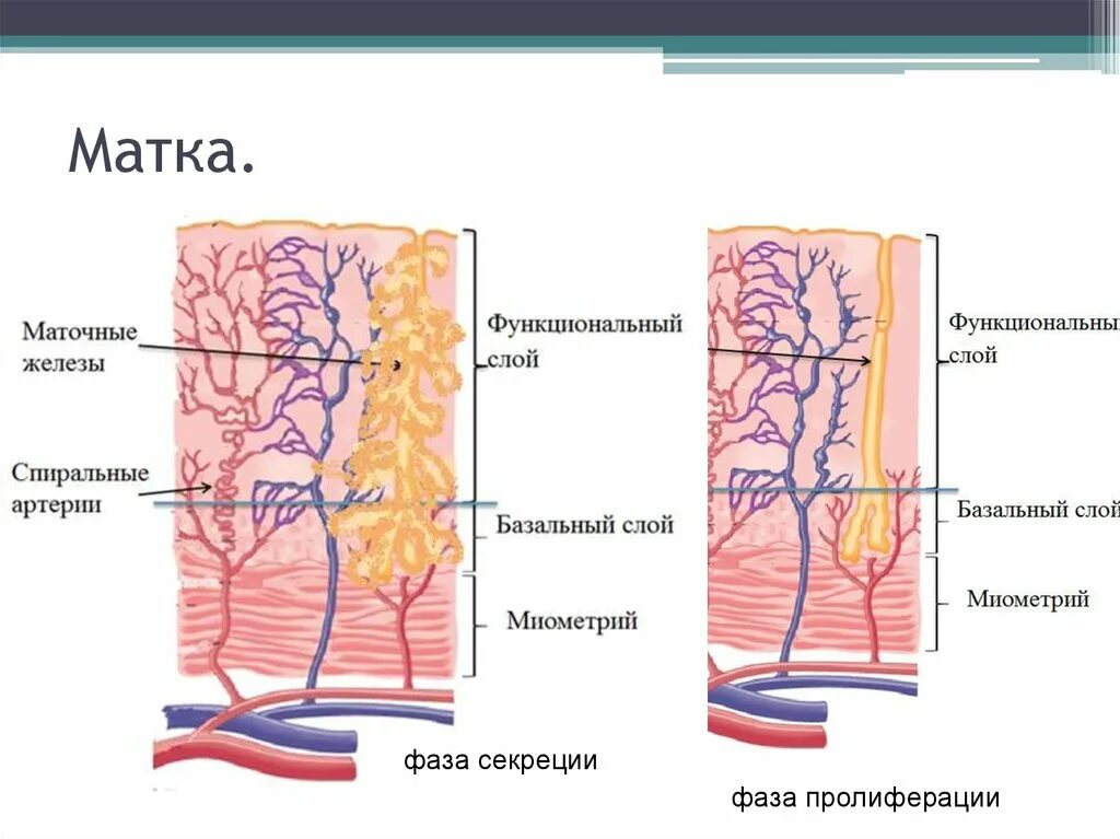 Спиральные артерии матки гистология. Кровоснабжение матки спиральные артерии. Функциональный слой эндометрия кровоснабжается:. Функциональный и базальный слой матки. Эндометрий базальный слой