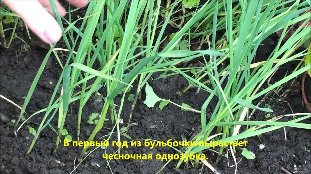 Когда убирают стрелки у чеснока озимого. Чесночные стрелки. Когда убирают стрелки у чеснока озимого. Чеснок в огороде. Стрелки чеснока на грядке.