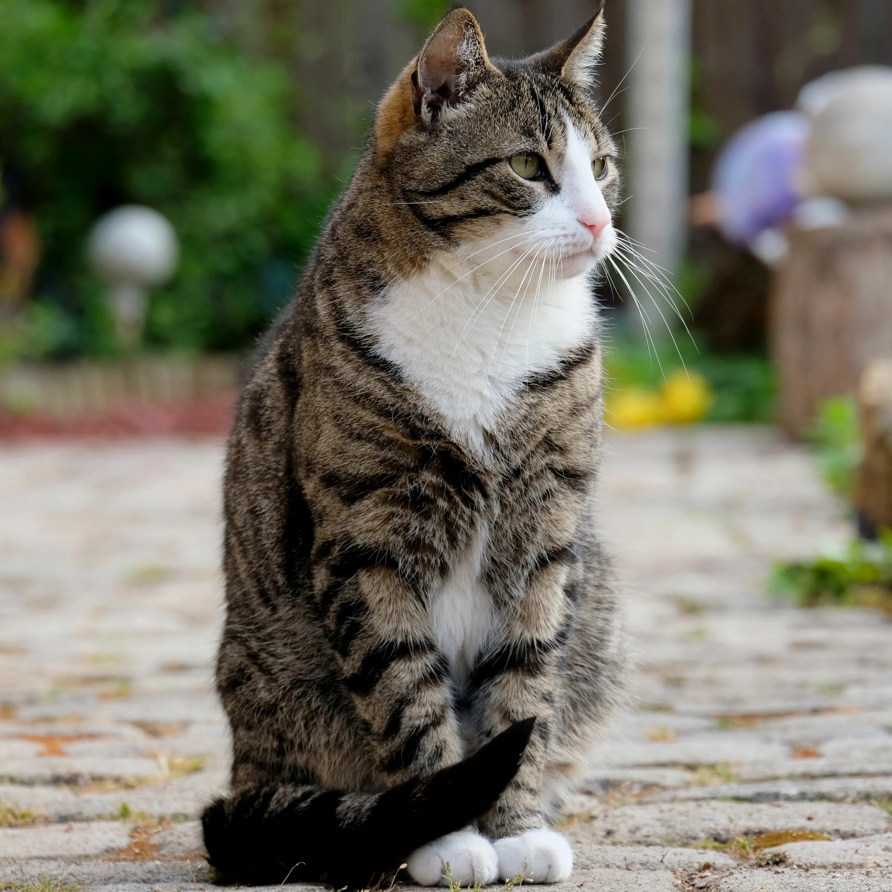 Фото сидящей кошки. Кот сидит. Сидячая кошка. Сидячий кот. Кошка красиво сидит.