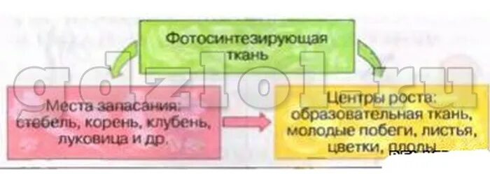 Вьющийся побег фото - DelaDom.ru