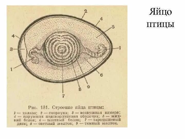 Строение яйца птицы. Схема строения яйца птицы. Строение яйца ЕГЭ биология. Строение яйца рис 162.