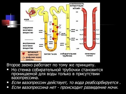 Процесс в собирательной трубочке