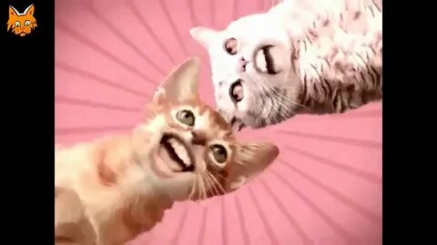 Включи коты в ютубе