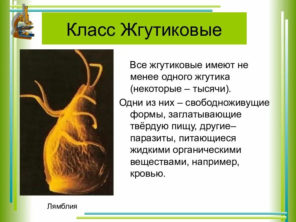 Представителем класса жгутиковые является. Класс жгутиковые. жгутиковые паразиты. класс жгутиковые лямблии. тип жгутиковые представители.