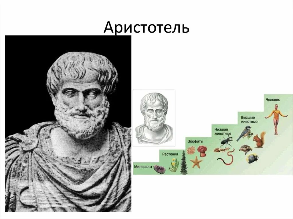 философия аристотеля презентация. центральная тема философии аристотеля. философия аристотеля философия. учение о душе аристотеля. философское учение аристотеля.