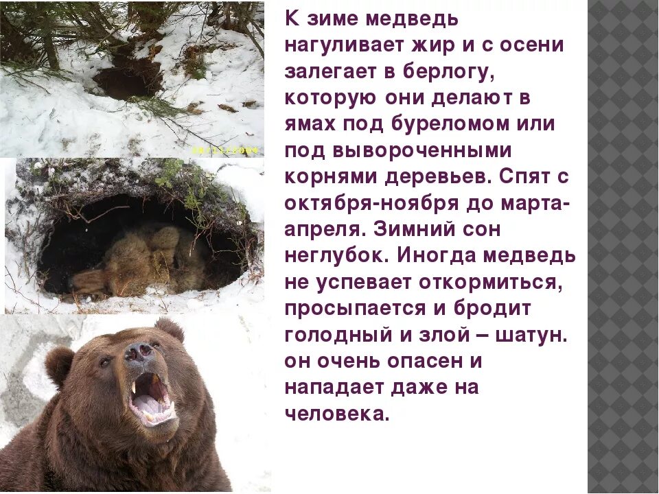Медведь зимой в берлоге. Медведь из берлоги. Медведь зимой. Медведь готовится к зиме. Берлога 2 класс