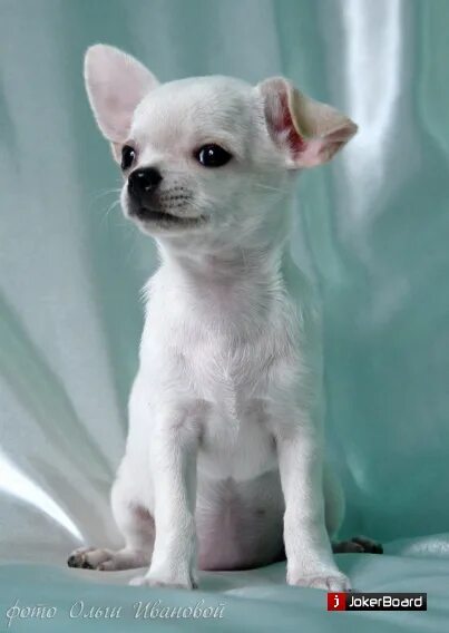 чихуахуа линяет. чихуа линяет. чихуа линяет. экспресс линька чихуахуа. чихуа линяет.