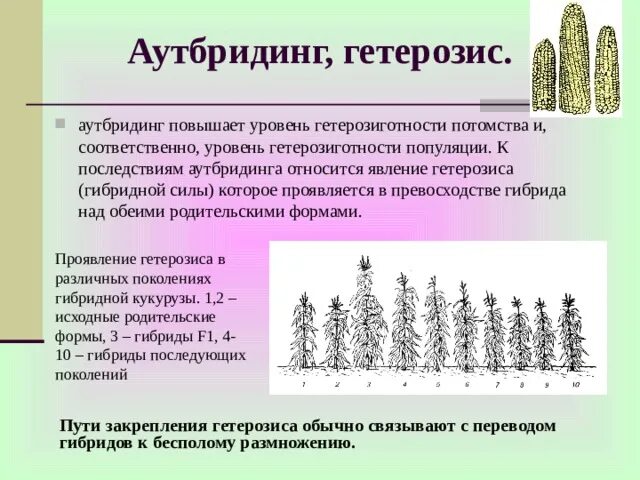 Гетерозис примеры селекции. Гетерозис кукурузы аутбридинг. аутбридинг и гетерозис. явление гетерозиса в селекции. гетерозис у растений.