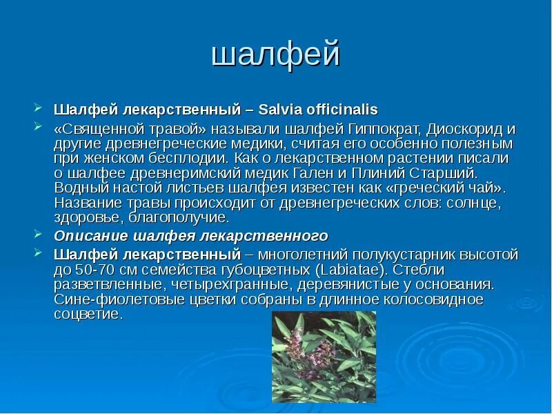 Доклад на тему лекарственную. Шалфей информация. Лекарственные травы в домашней аптечке. Лекарственные растения шалфей. Шалфей сообщение.