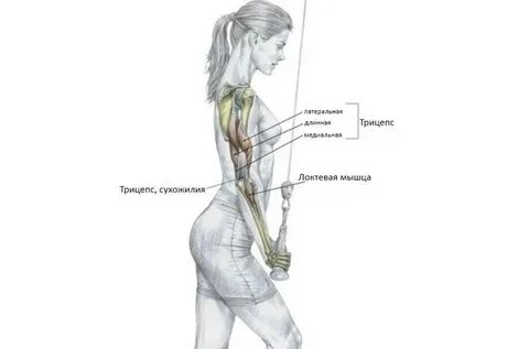 Как накачать мышцы рук женщине