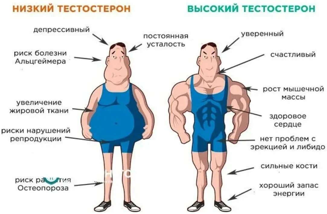 Мир тестостерона. Низкий тестостерон. люди с низким тестостероном. низкий тестостерон у мужчин. симптомы низкого тестостерона.