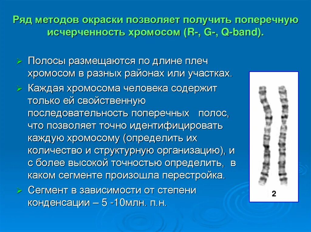 Изменение окраски хромосом. Исчерченность хромосом. Хромосомы человека. Методы окрашивания хромосом. Методики окрашивания хромосом.