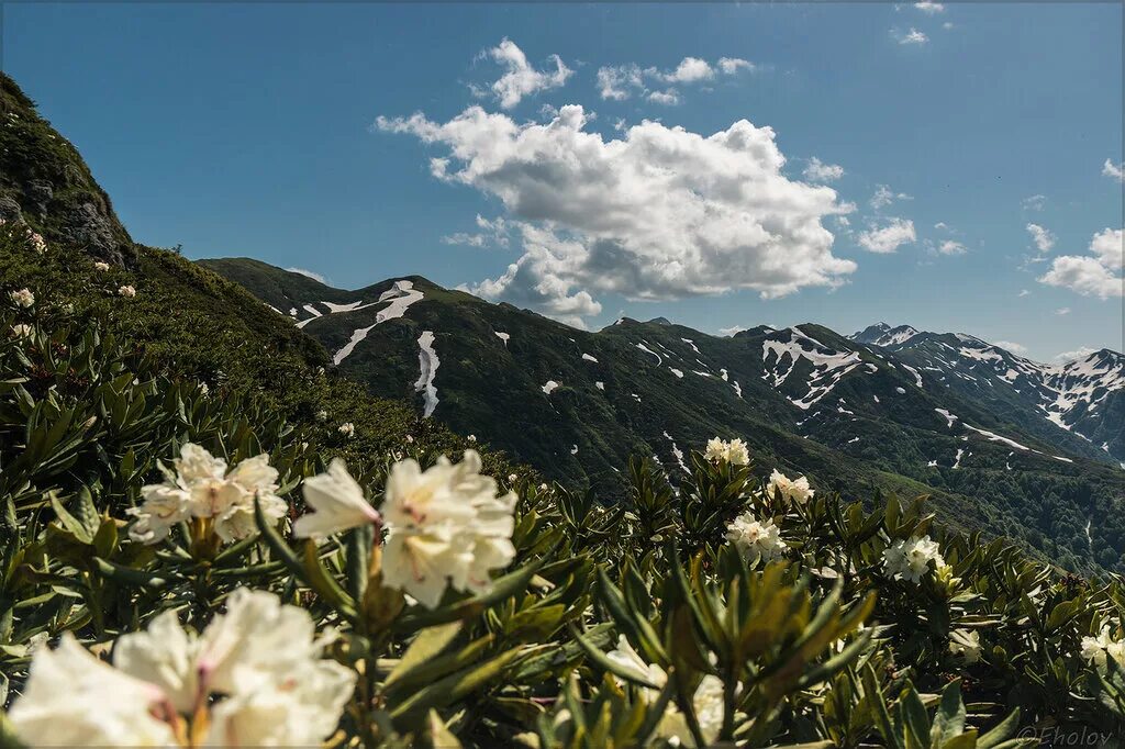 Абхазия в начале июня. Абхазия в июне. Абхазия в июне фото. Самый теплый город в Абхазии в июне. Цандрипш Горец.