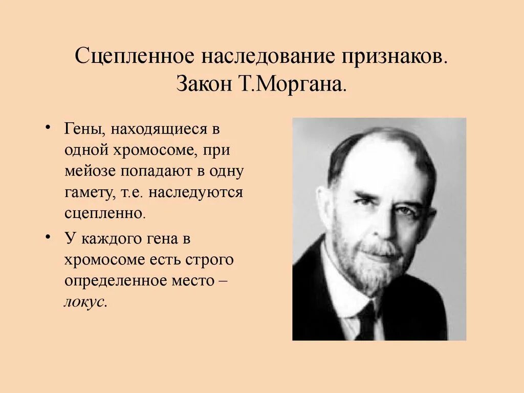 Подтверждена ли цитологическая теория сцепленного наследования. Закон сцепленного наследования т.Моргана. Закономерности наследования т. Моргана. Закон сцепленного наследования признаков. Закон сцепленного наследования Автор.