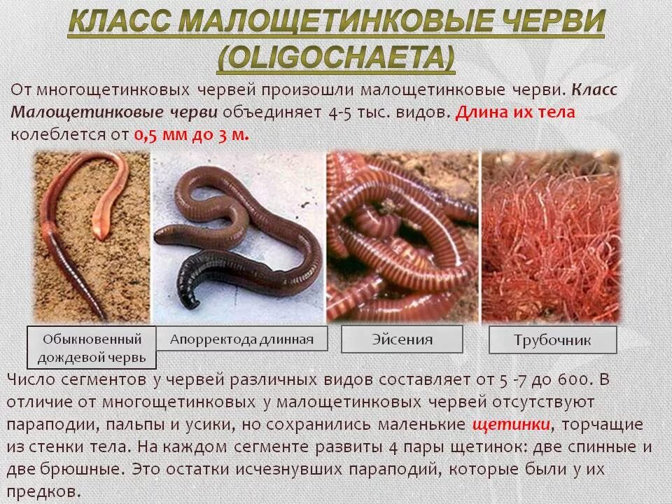 Почвенные малощетинковые черви. Среда обитания малощетинковых. Среда обитания малощетинковых. Среда обитания малощетинковых. Среда жизни дождевого червя.