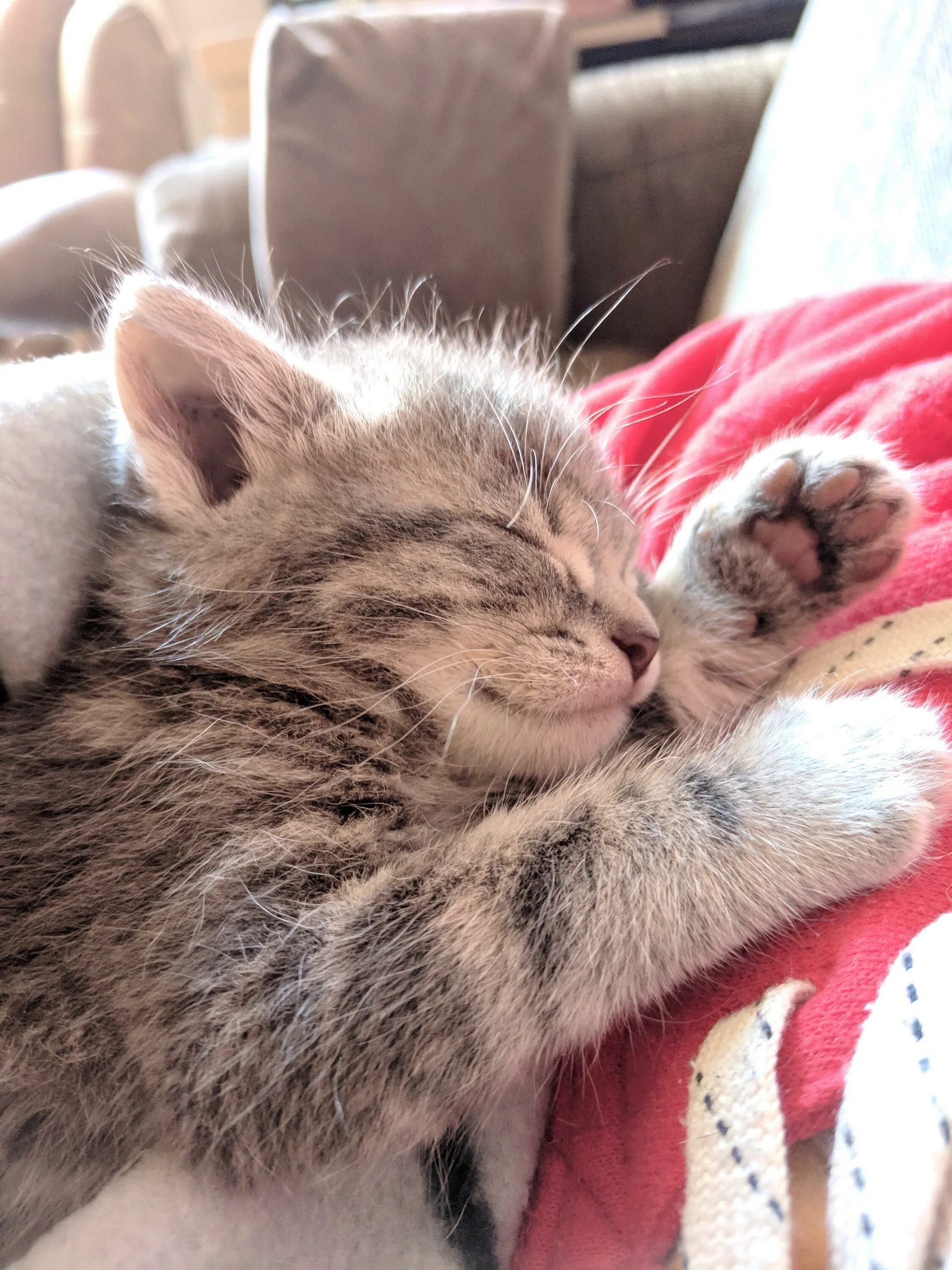 Спящий котенок. Спящий котик. спящие котята. котенок спит. сонный котенок.