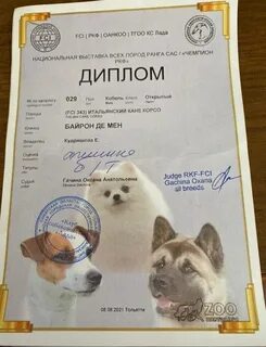 Выставки собак 2024 расписание