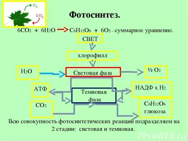 Установите последовательность этапов окисления молекул. Что такое НАДФ н2 в фотосинтезе. Световая стадия фотосинтеза. НАДФ В фотосинтезе. Фотосинтез АТФ.