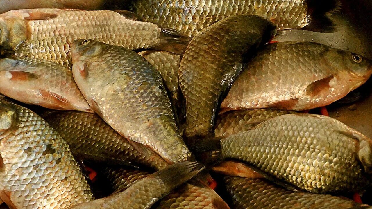 лещ карп сазан. карп на траве. карась буффало и душман. сазан лещ. мухтельский карась.