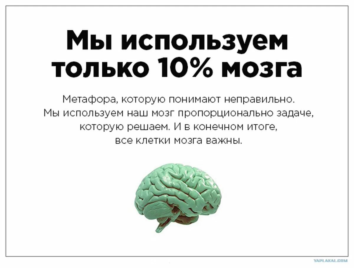 Ученые о мозге человека. Интересные факты о мозге. Интересные факты о головном мозге. Интересное про мозг. Интересные факты о мозге для детей.